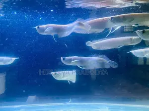 Arowana Fish