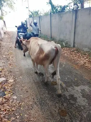 Jersey Cows