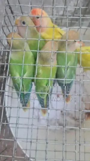 Opaline African Birds