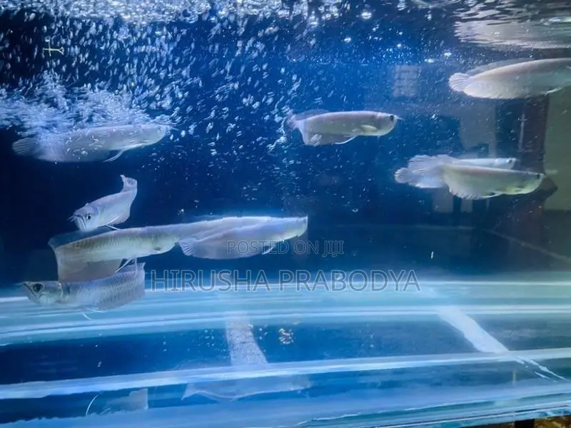 Arowana Fish