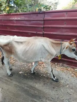 Jersey Cows