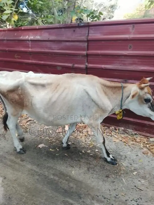 Jersey Cows