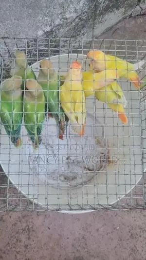 Opaline African Birds