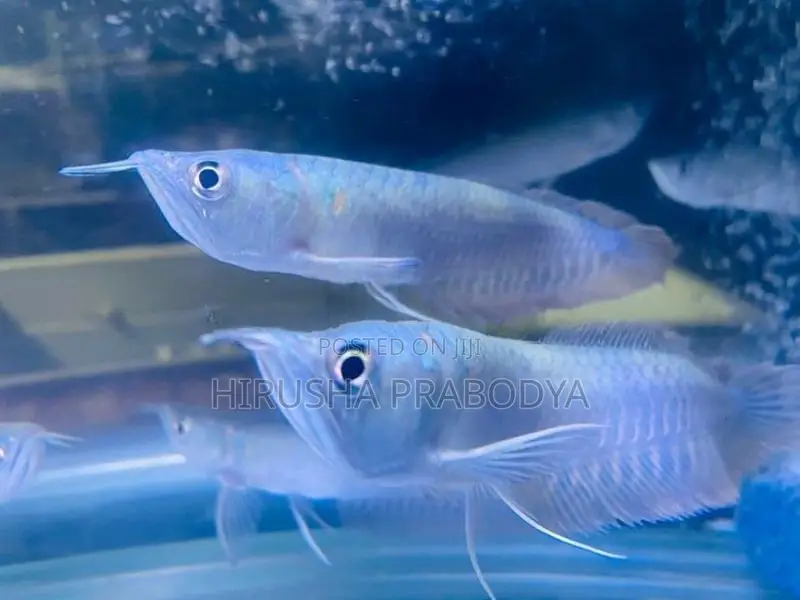 Arowana Fish