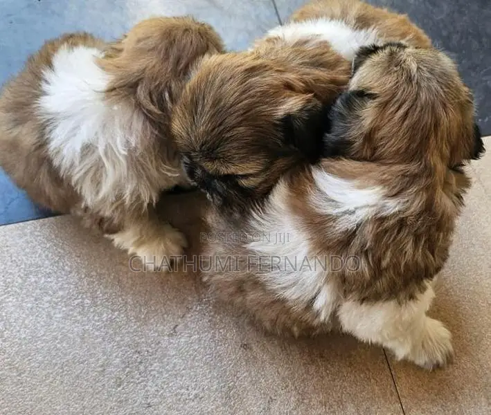 Shih Tzu Puppies