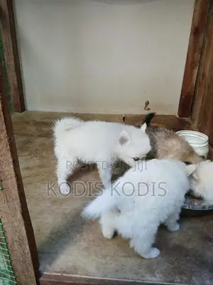 Lion Pomeranian Dog