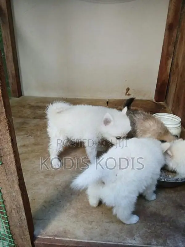 Lion Pomeranian Dog