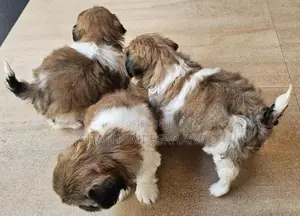 Shih Tzu Puppies