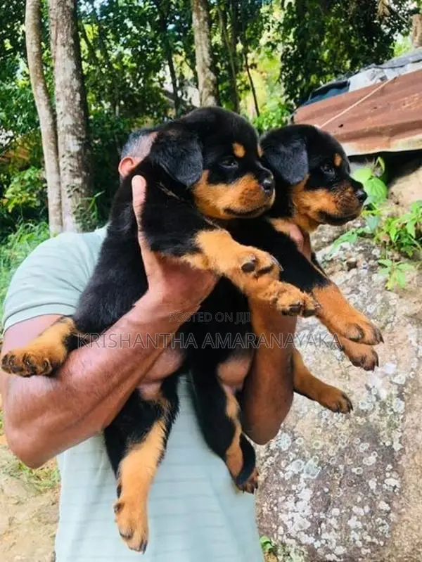 Rottweiler Puppies