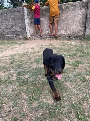 Rottweiler Puppy