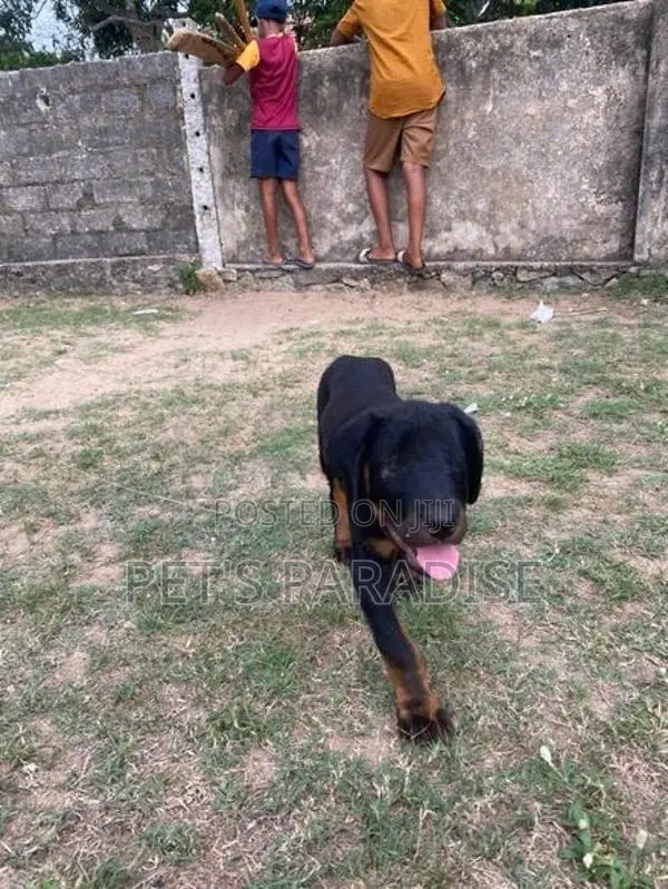 Rottweiler Puppy