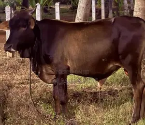 Male Cow