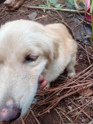 Golden Retriever Female