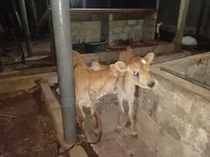 Farm Cow