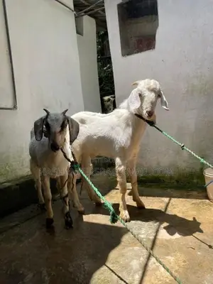 එළුවන් - Goats
