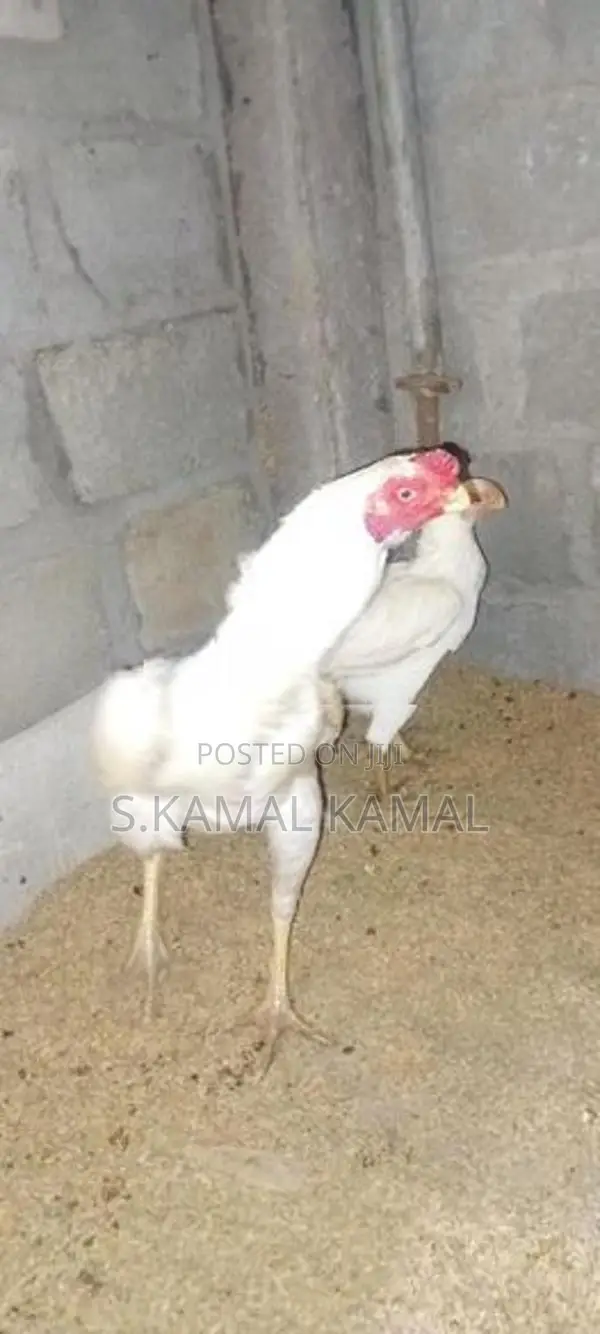 Long Tail Parrot Beak Rooster