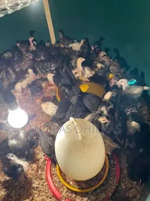 Chicks