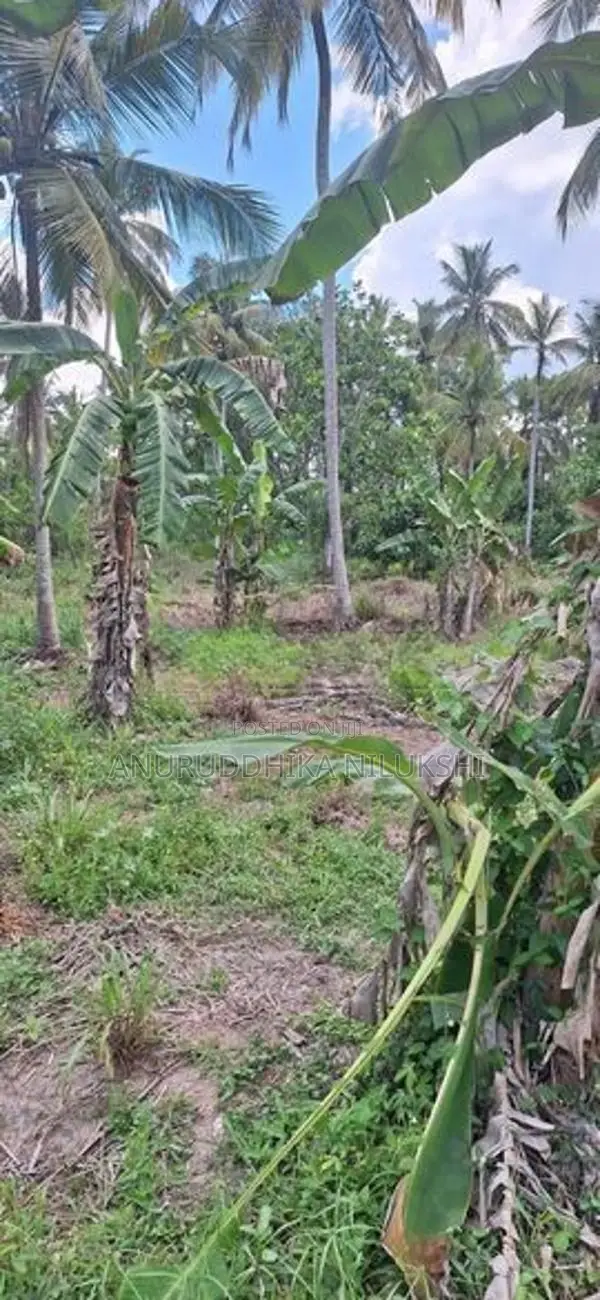 1 1/2 Acres for Sale in Mirigama