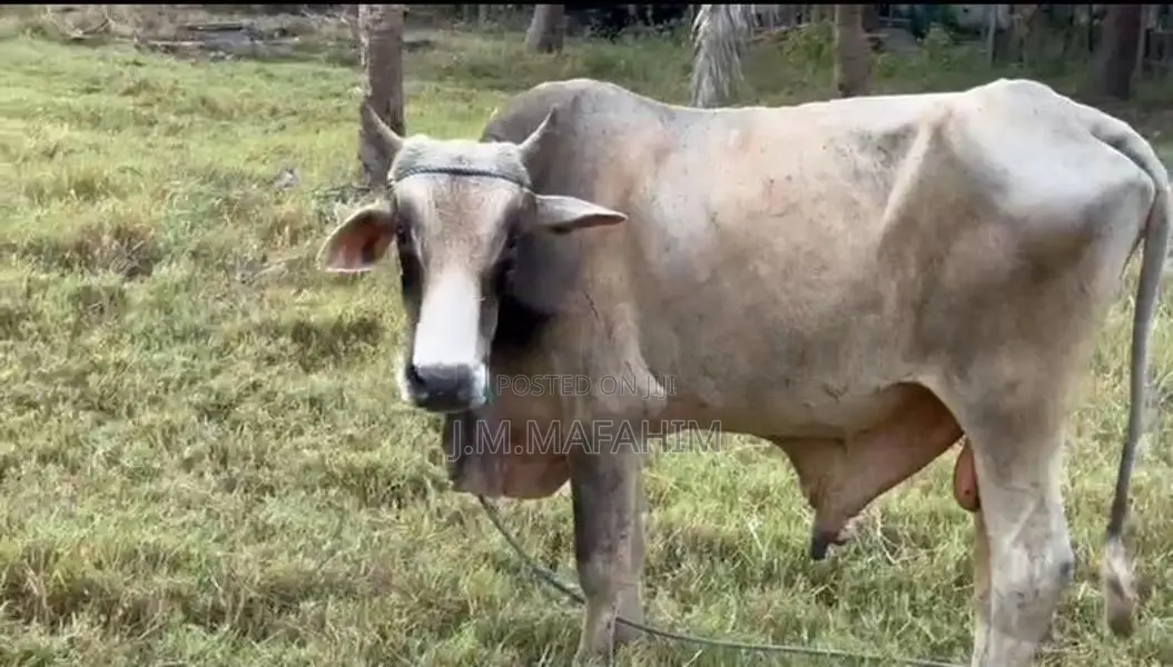 Male Cow