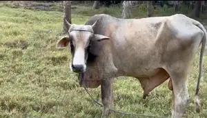 Male Cow