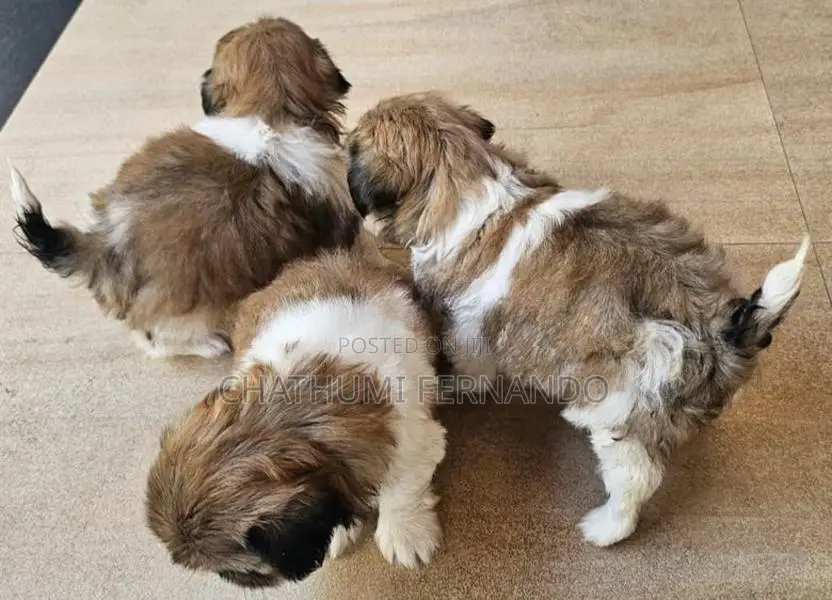 Shih Tzu Puppies
