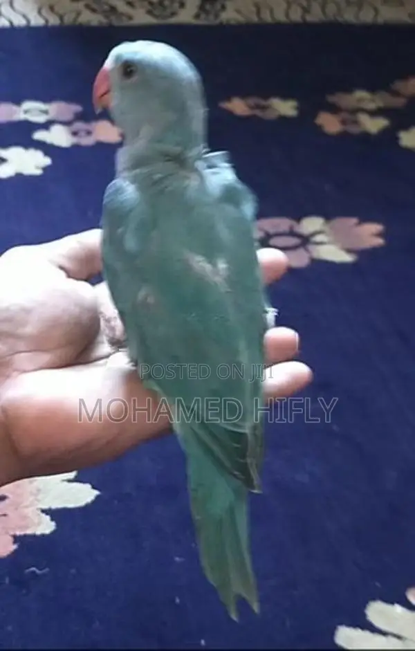 Blue Ring-neck Chick