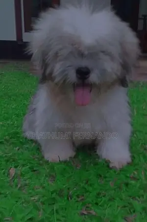 Shih Tzu Puppies