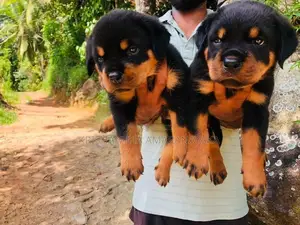 Rottweiler Puppies