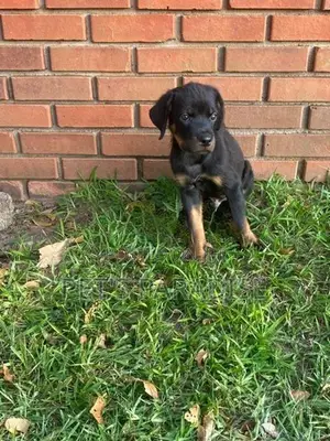 Rottweiler Puppy