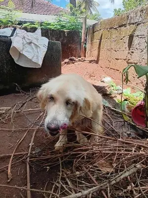 Golden Retriever Female
