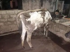 Farm Cow