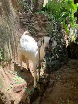 එළුවන් - Goats