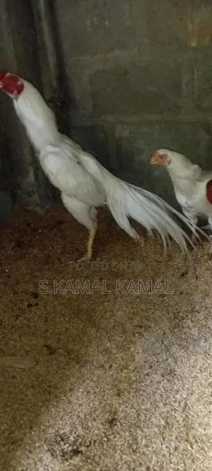 Long Tail Parrot Beak Rooster