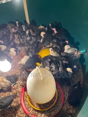 Chicks