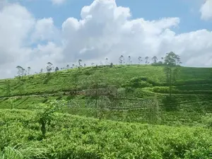 Hatton Watawala Tea Estate for Sale D