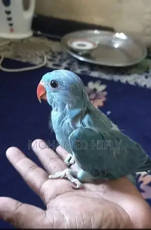 Blue Ring-neck Chick