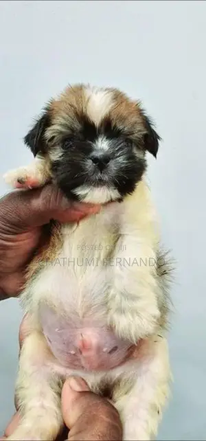 Shih Tzu Puppies
