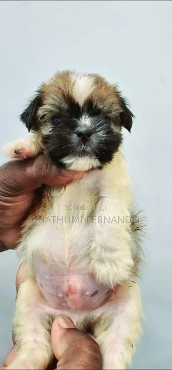 Shih Tzu Puppies