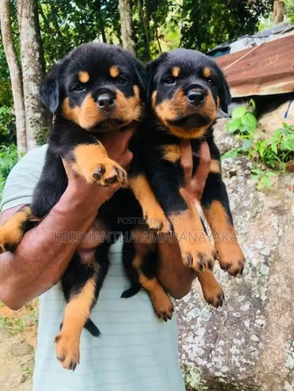 Rottweiler Puppies