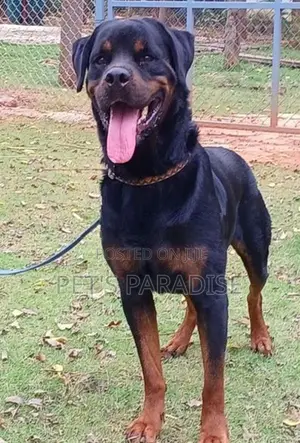 Rottweiler Puppy