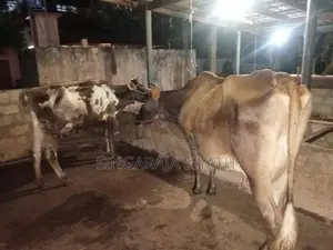 Farm Cow