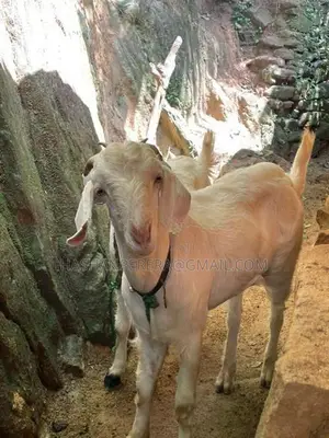 එළුවන් - Goats