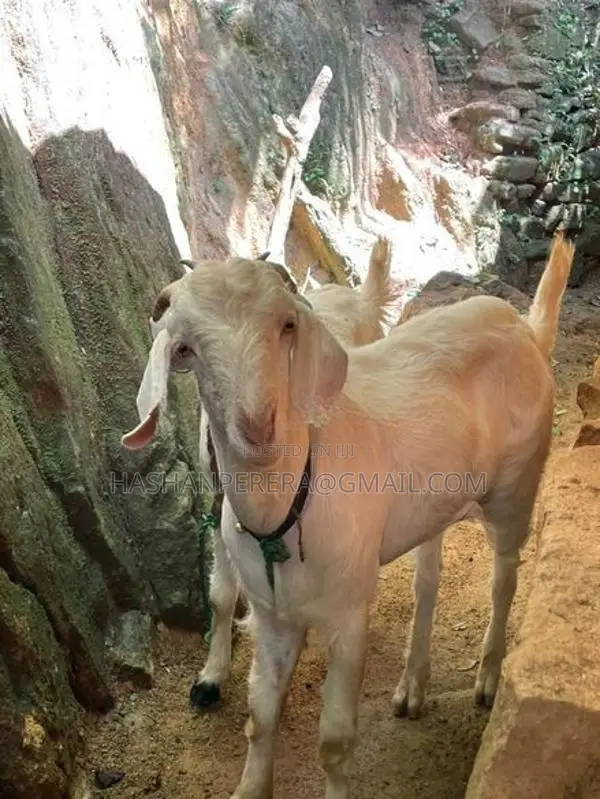 එළුවන් - Goats