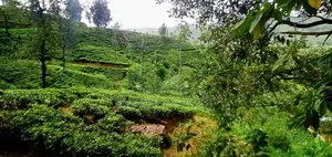 හැටන් වටවල පදිංචියට තේ සහිත බිම්කොටස් ඩී
