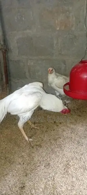 Long Tail Parrot Beak Rooster