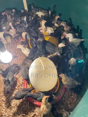 Chicks