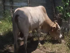 Male Cow