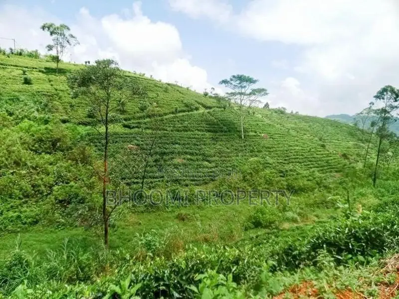 Hatton Watawala Tea Estate for Sale D