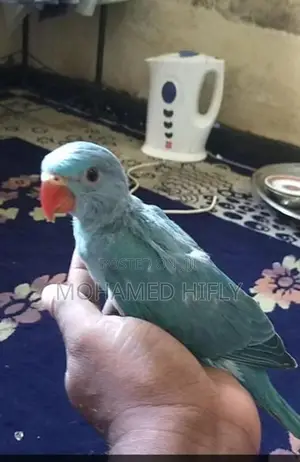 Blue Ring-neck Chick
