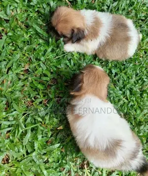 Shih Tzu Puppies